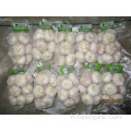 Acheter 2019 New Crop Garlic